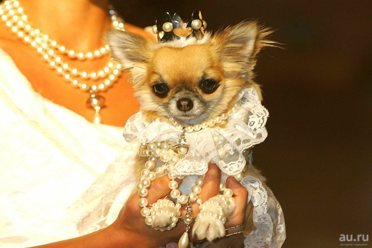 Одежда для собак