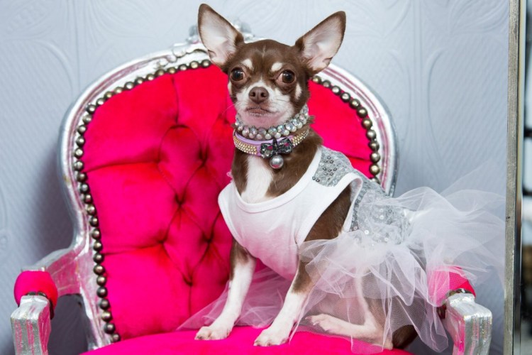 Чихуа Хуа пес в платье