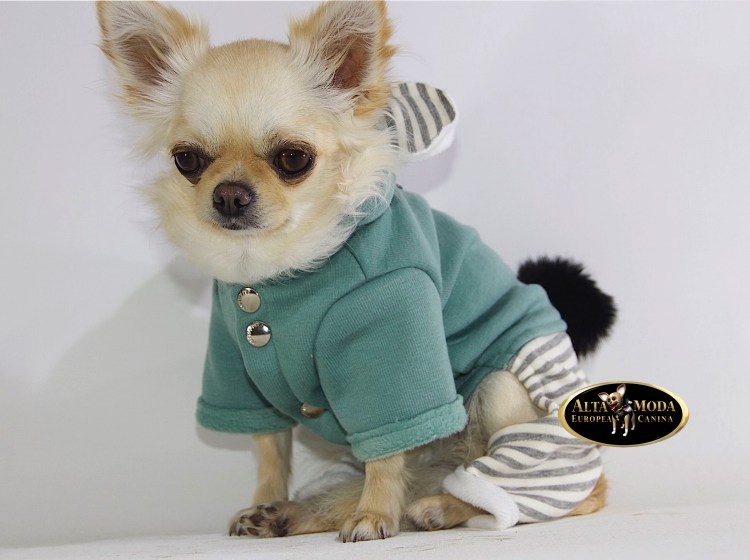 Мини стардан чихуахуа