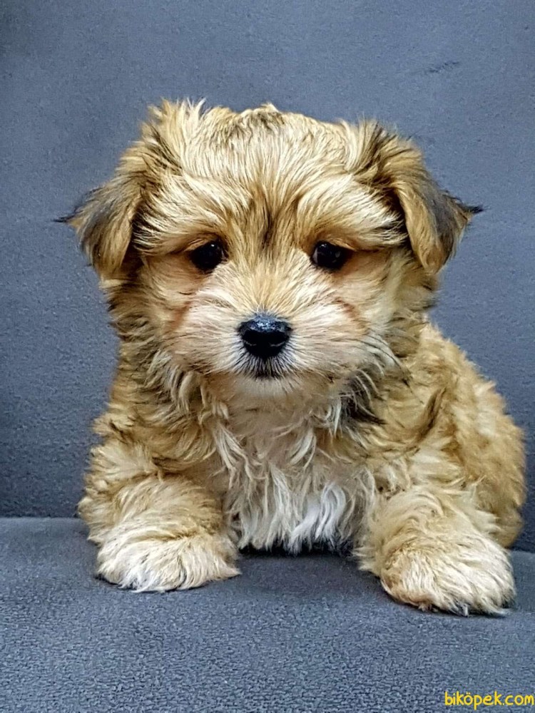 Морки Йорктиз