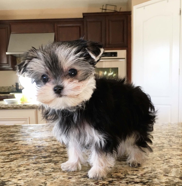 Morkie Breed