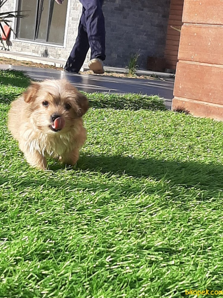 Морки собака