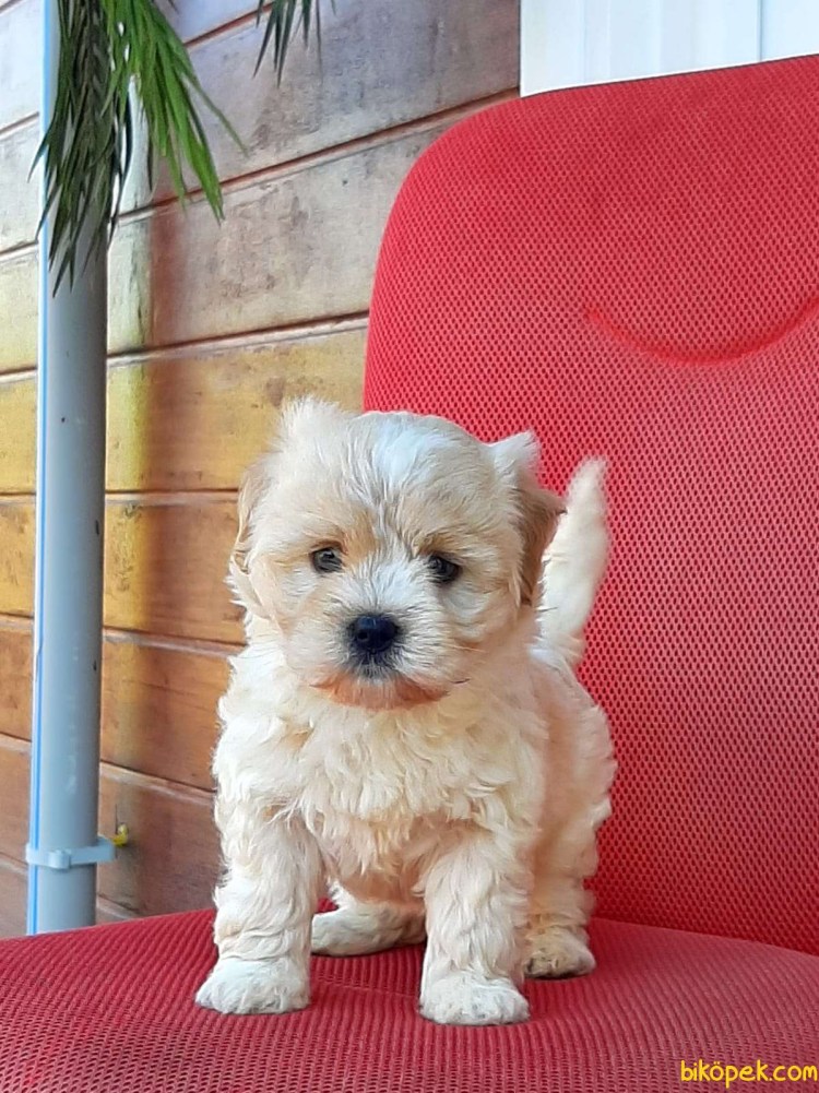 Йорктиз или Морки мальтезе