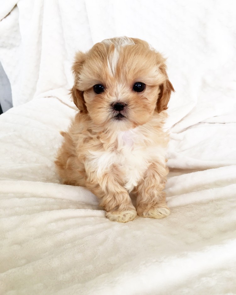 Мальтийская болонка или Йоркширский терьер