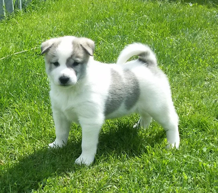 Щенки Морки что за порода