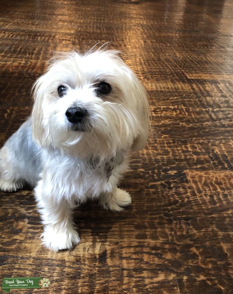 Йорктизы собаки