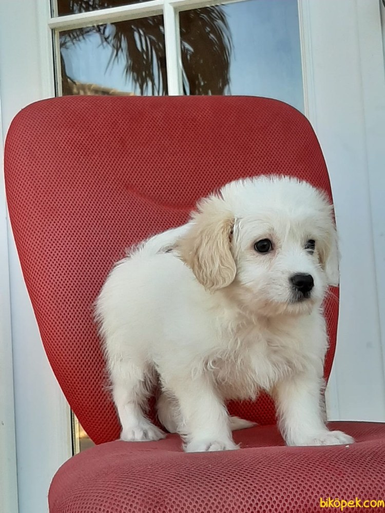 Браун пудель Тедди