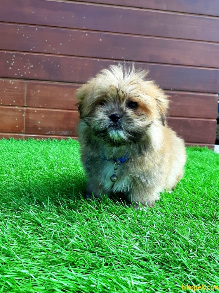 Терьер Морки