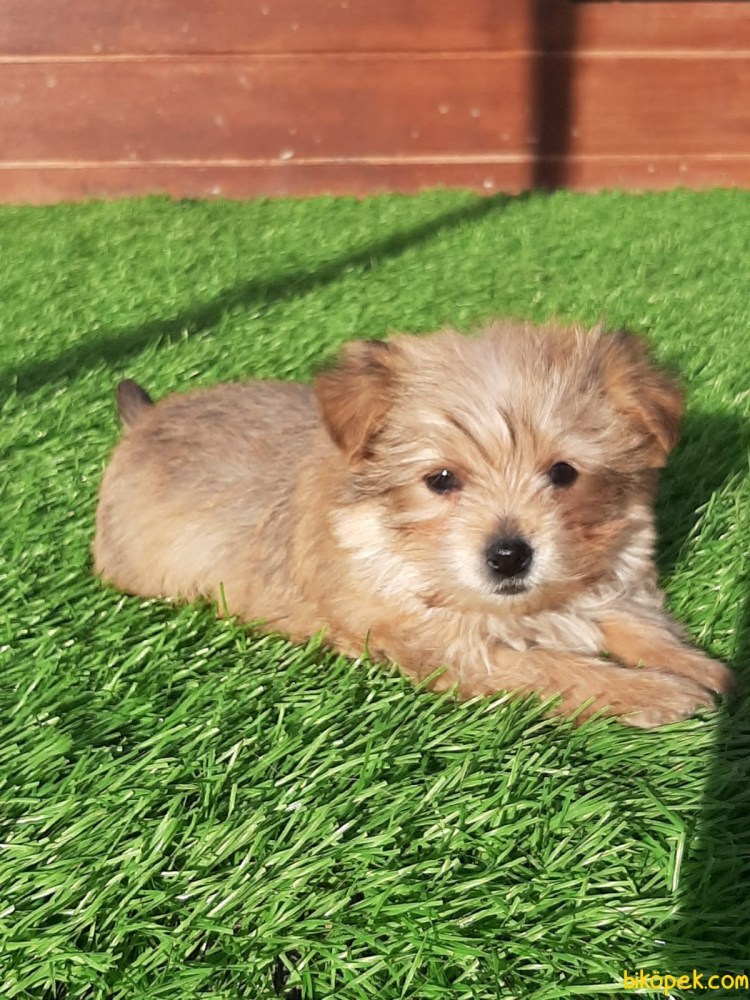 Morkie порода собак