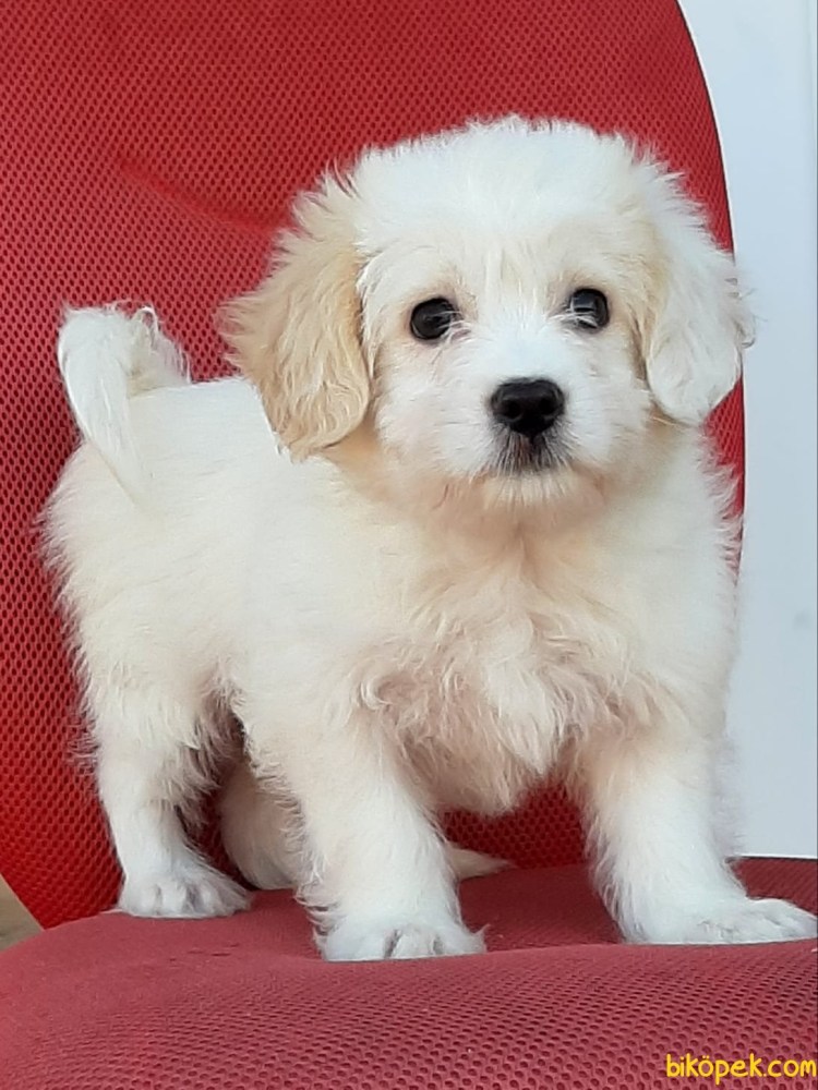 Мальтипу Морки Йорктиз