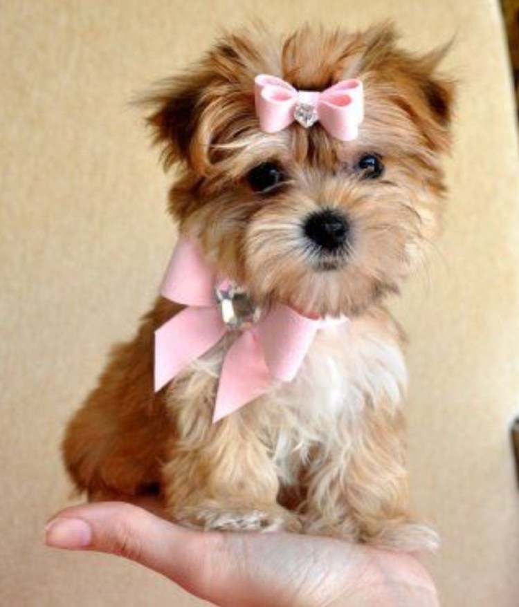 Йорктизы Морки