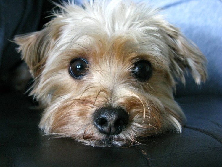 Йоркширский терьер отказники