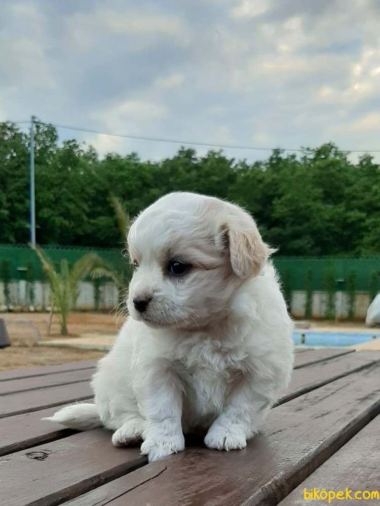 Кремовый Морки собака