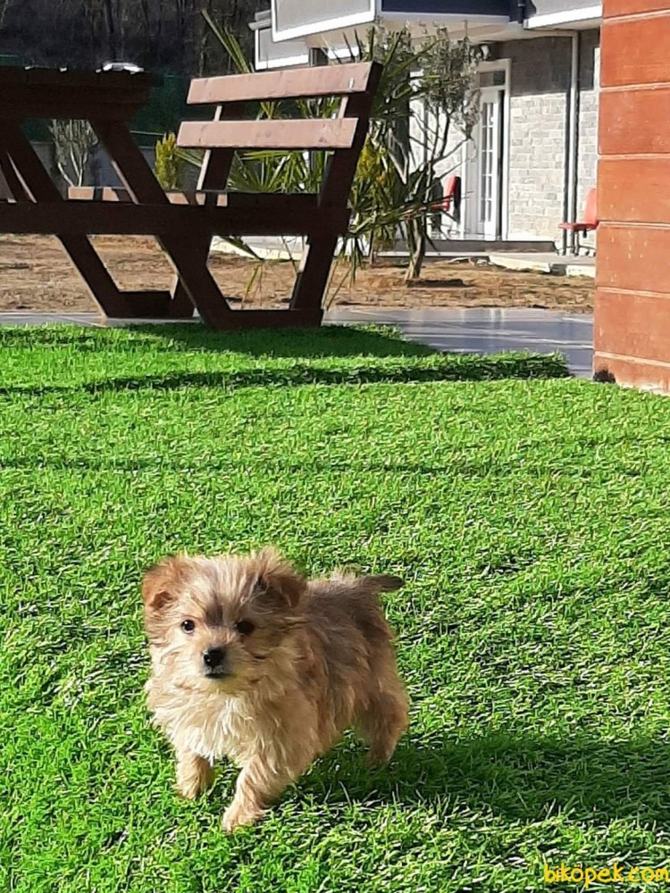 Морки собака фото