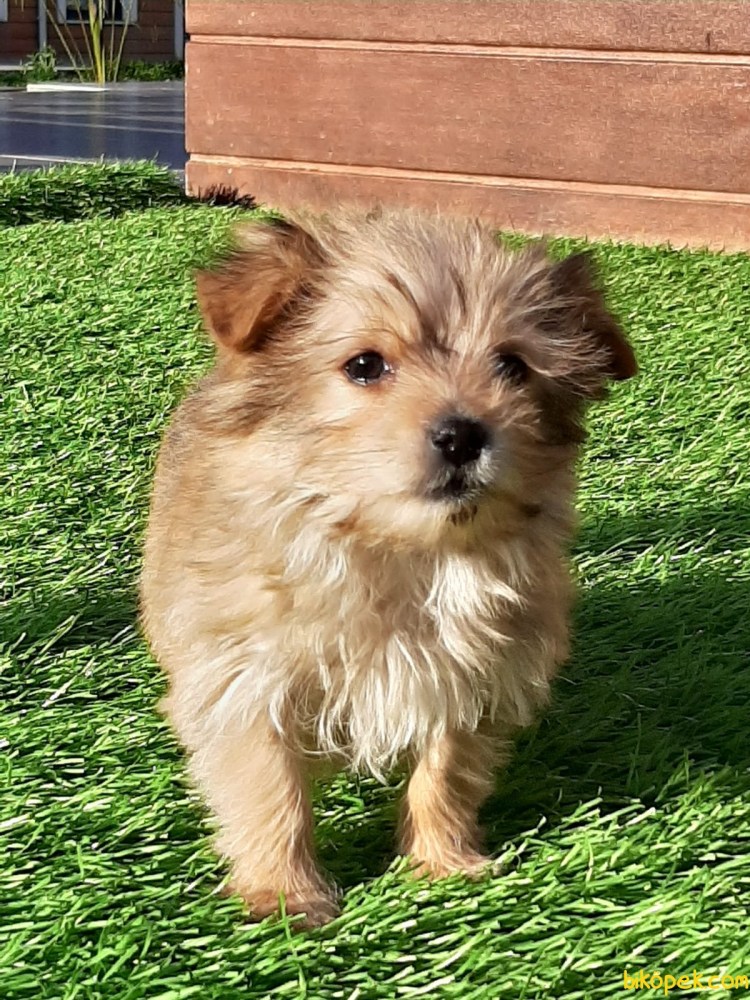 Морки собака