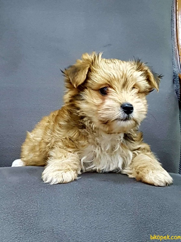 Морки порода