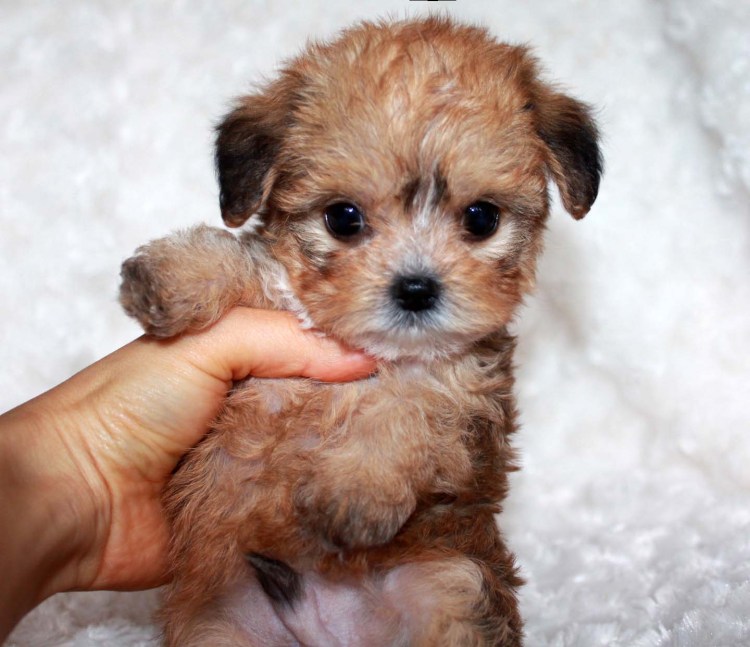 Micro Morkie Puppy