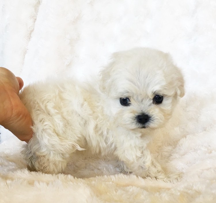 Морки порода собак