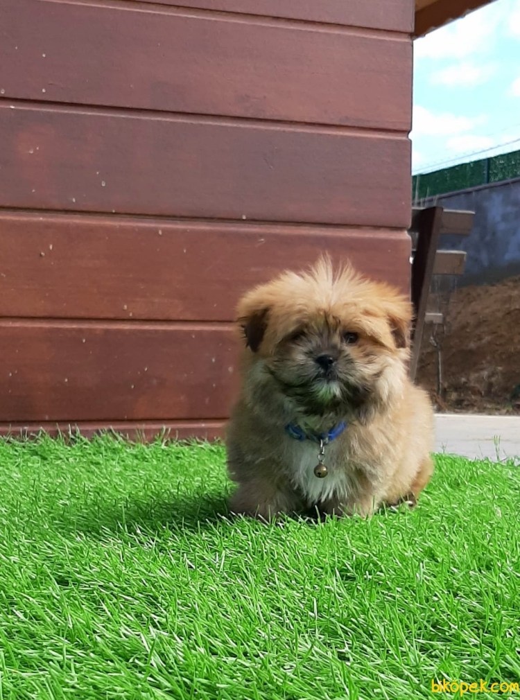 Морки собака