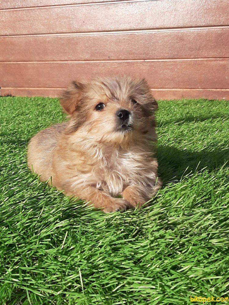 Порода Морки фото собаки