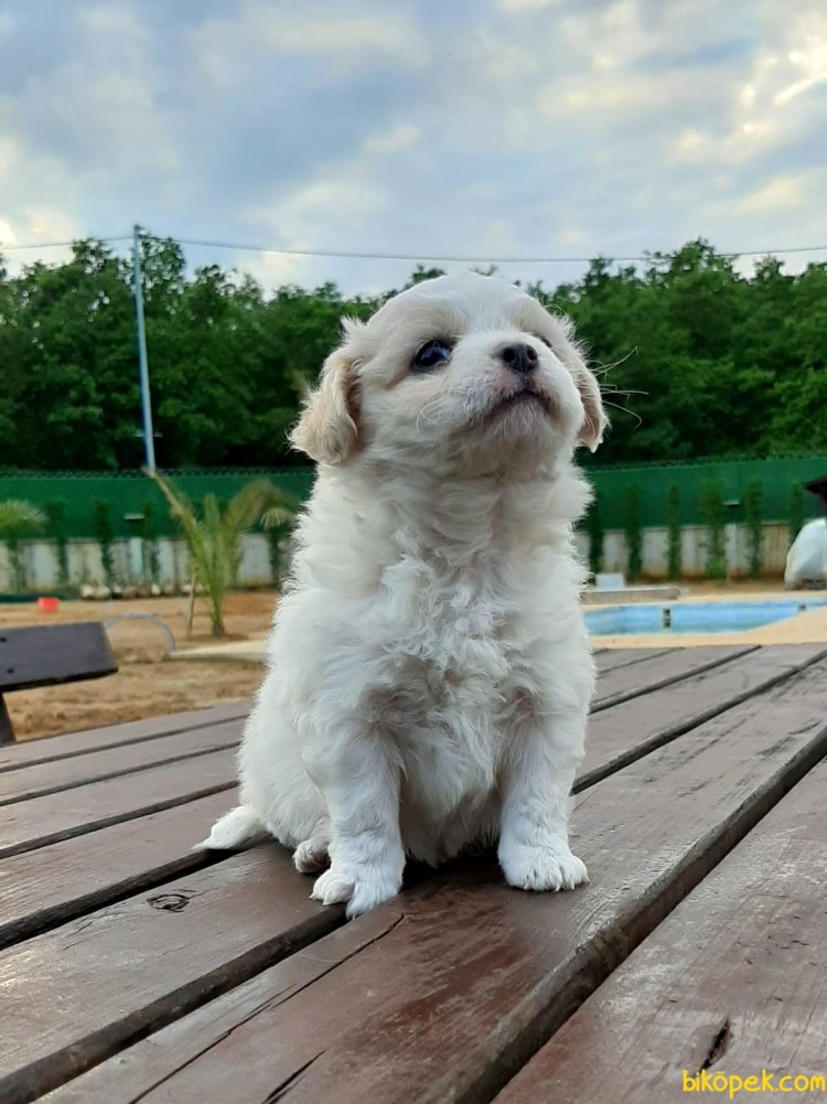 Морки собака взрослая