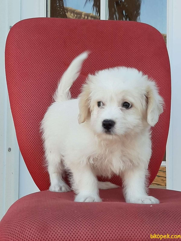 Флаффи Паппи