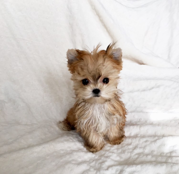 Морки Йорктиз