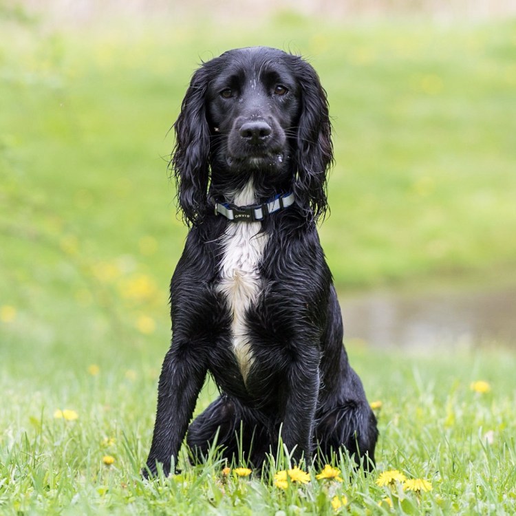 Русский охотничий спаниель