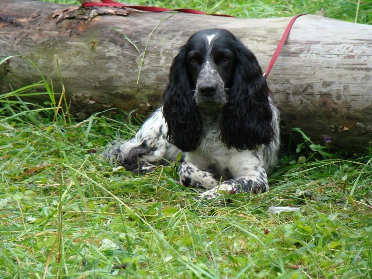 Американский спрингер спаниель