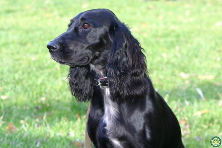 Русский охотничий спаниель