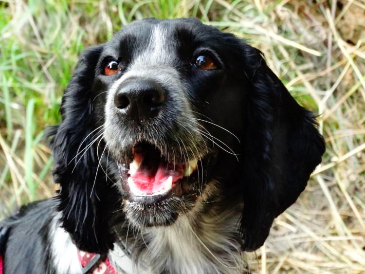 Русский охотничий спаниель черный