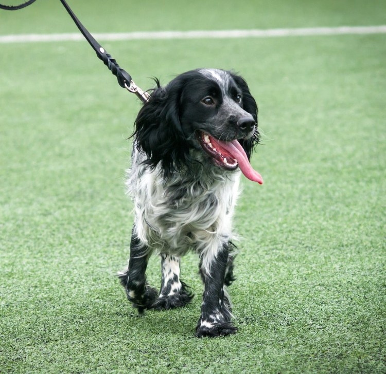 Английский спрингер-спаниель черный