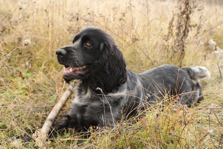 Русский охотничий спаниель щенки