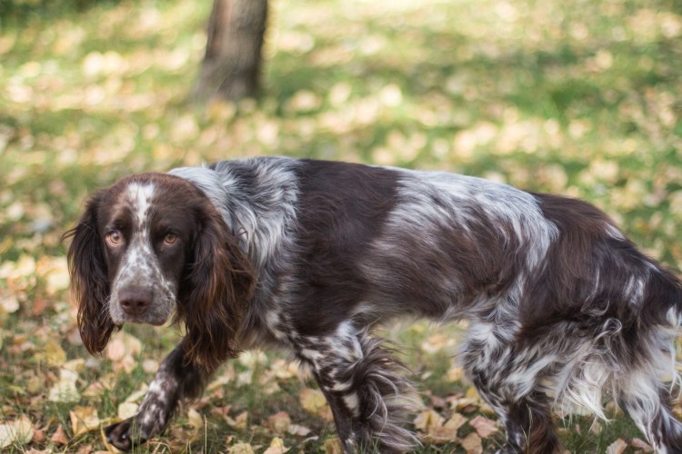 Кокер спаниель охотничий