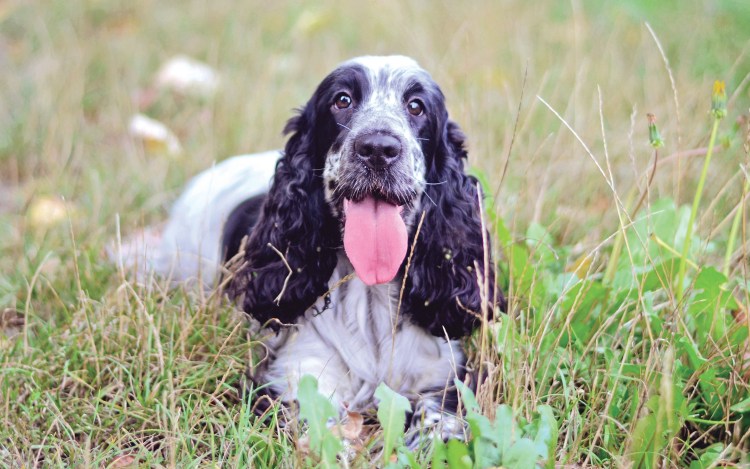 Русский охотничий спаниель
