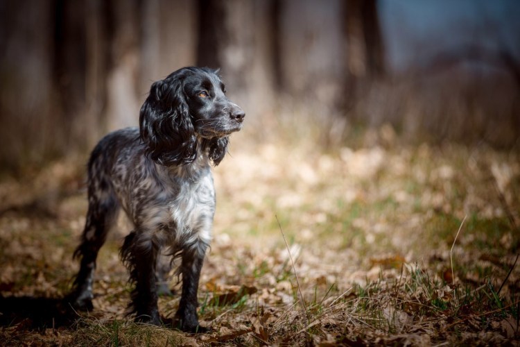 Кокер спаниель охотничий