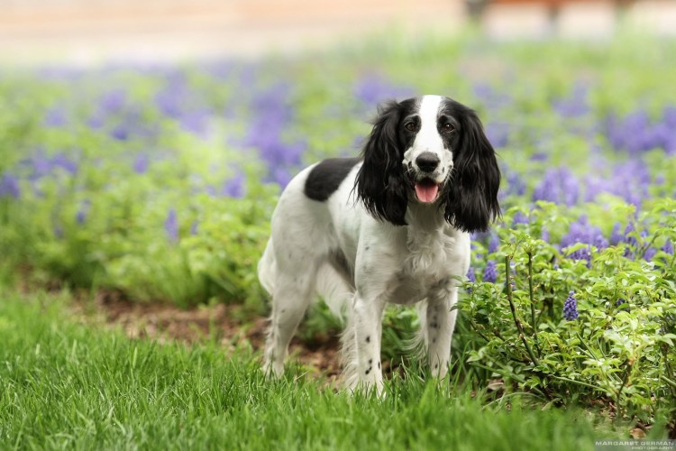 Кокер спаниель спрингер