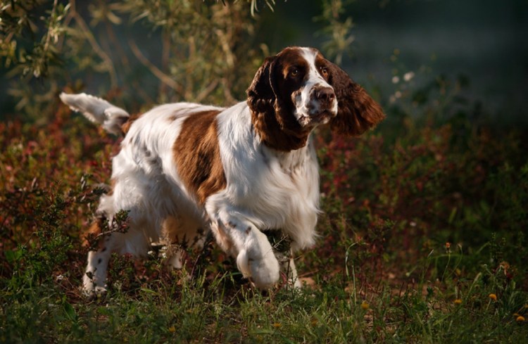 Английский кокер-спаниель