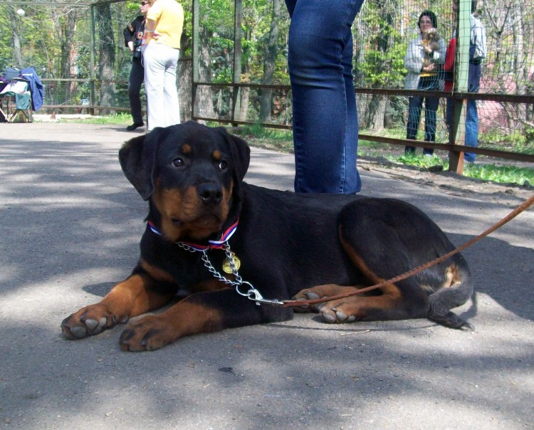 Винсент ротвейлер