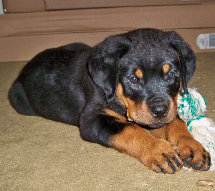 Помесь овчарки и ротвейлера