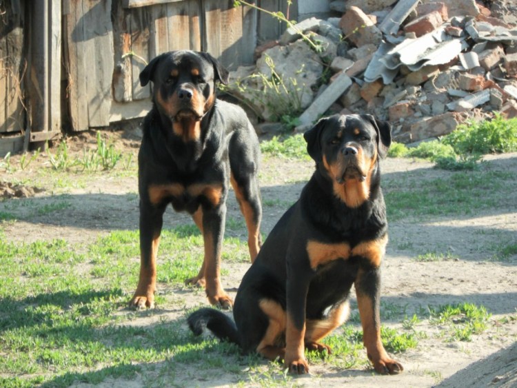 Зенненхунд и ротвейлер
