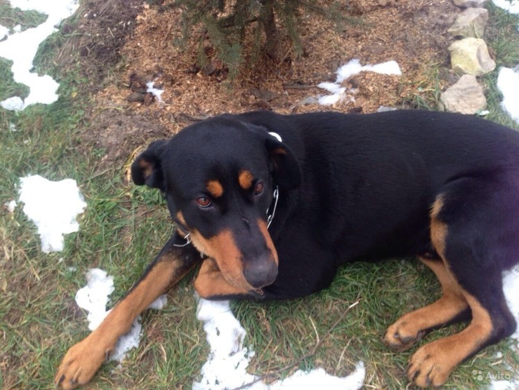 Метис таксы и ротвейлера