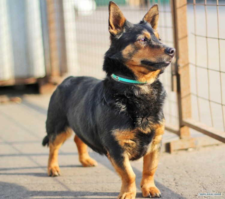 Ротвейлер плюс такса