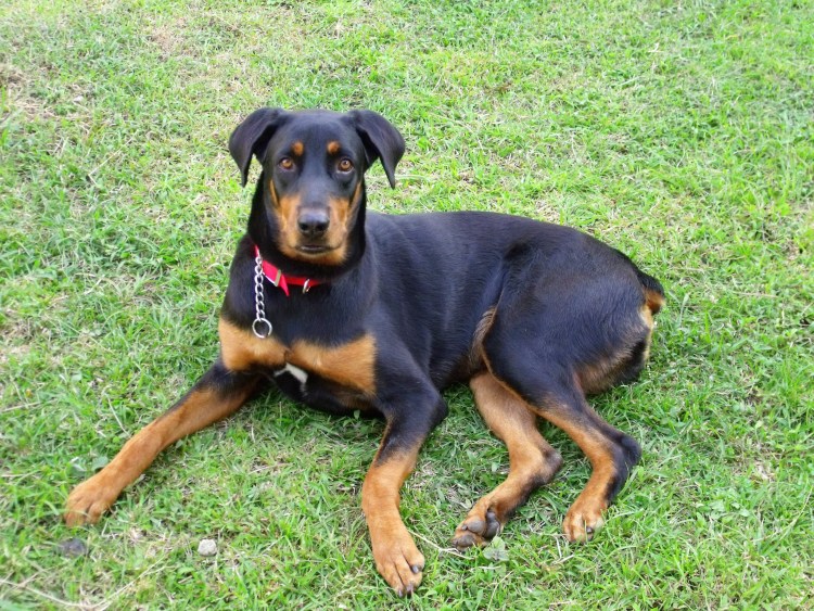 Ротвейлер плюс такса