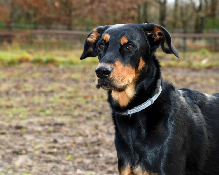 Доберман и корги