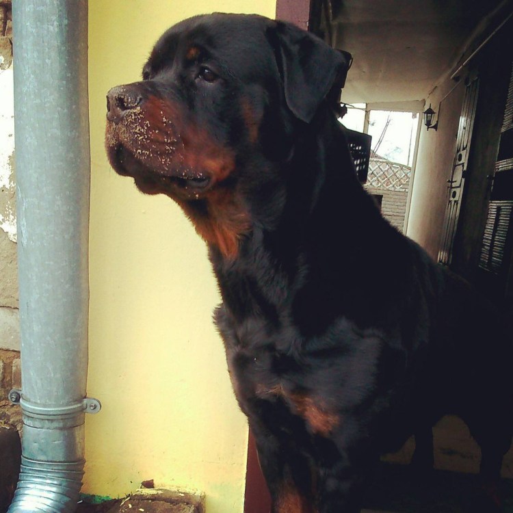 Ротвейлер и такса