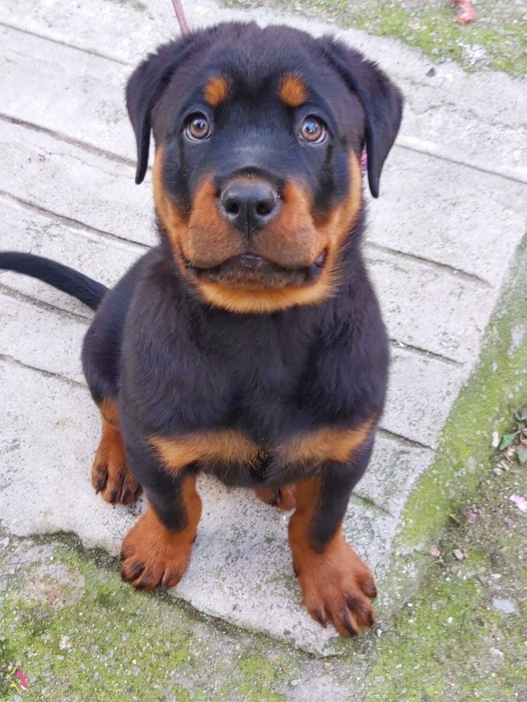 Австралийская такса