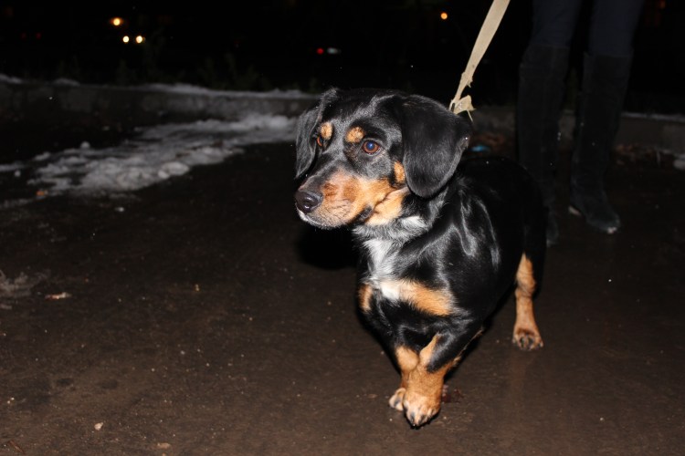 Американский ротвейлер