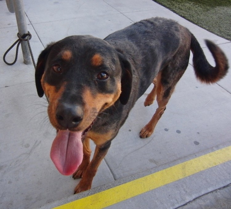 Метис ротвейлера