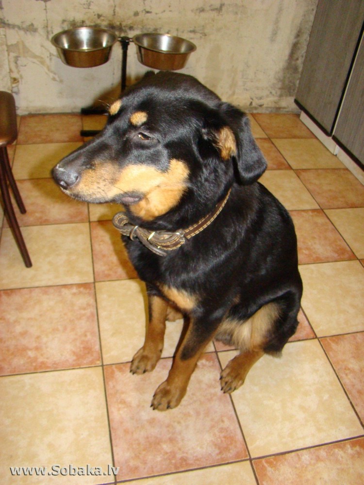 Ягдтерьер и дворняжка смесь